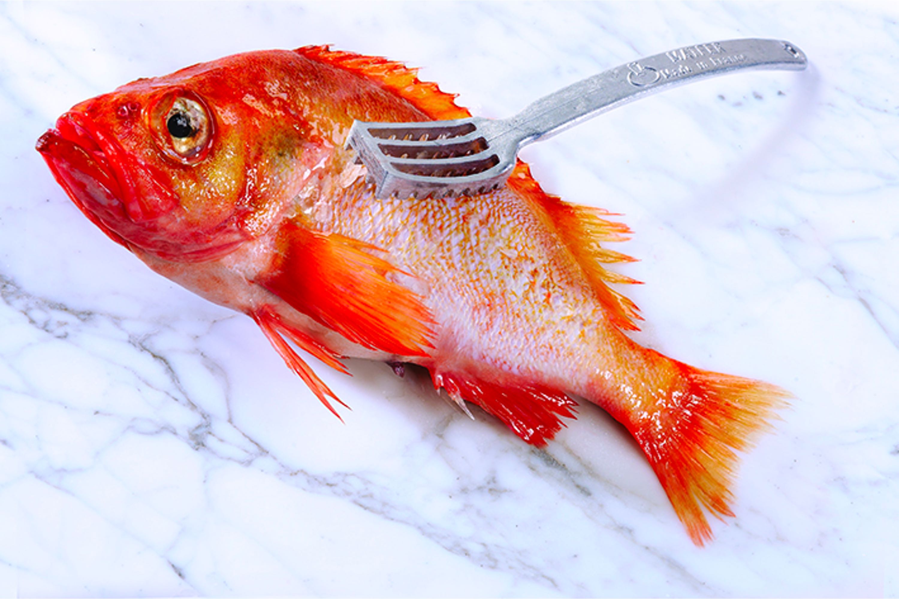 Fiskeskælsskraber, aluminium, 22 cm