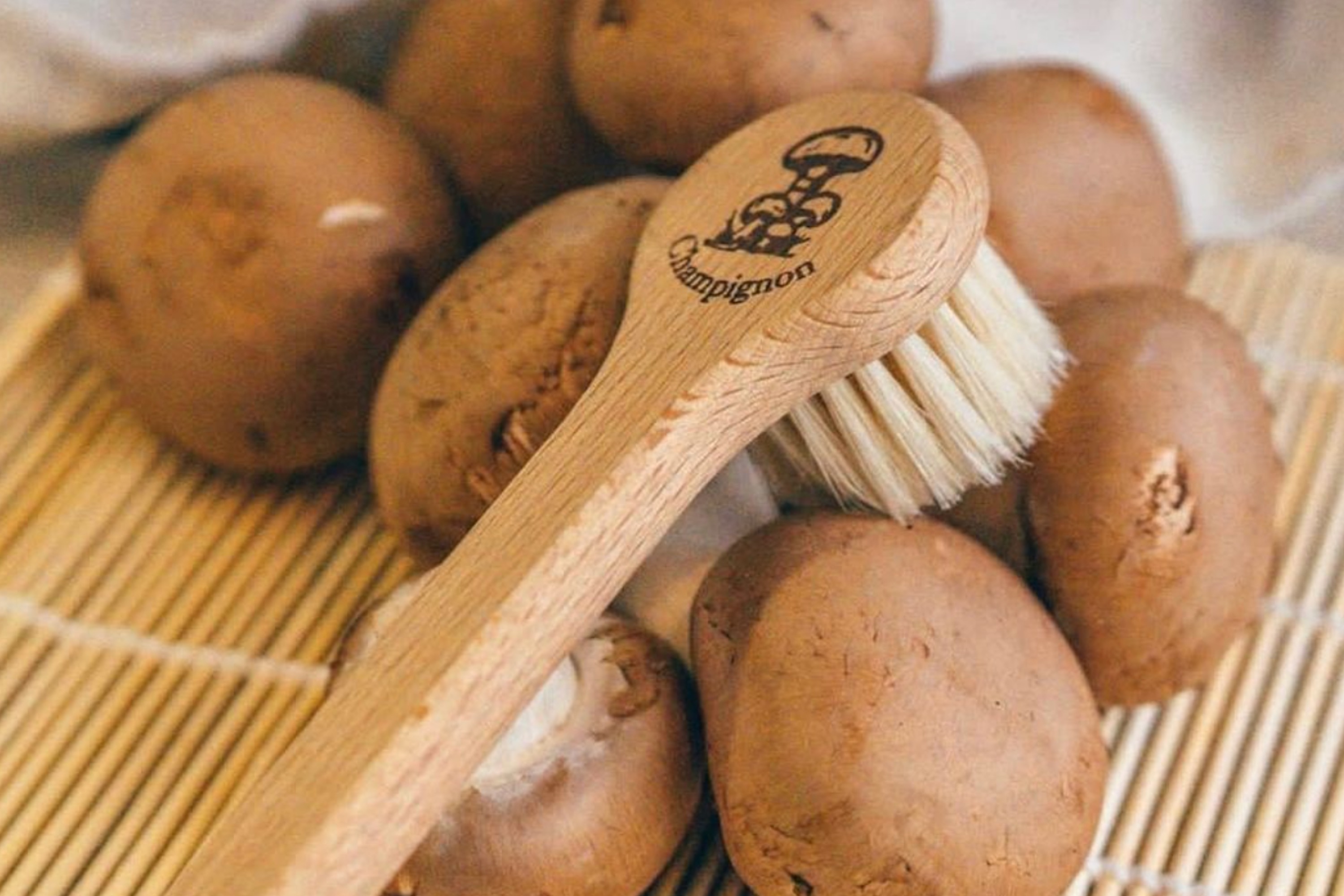 Svampebørste, bøgetræ