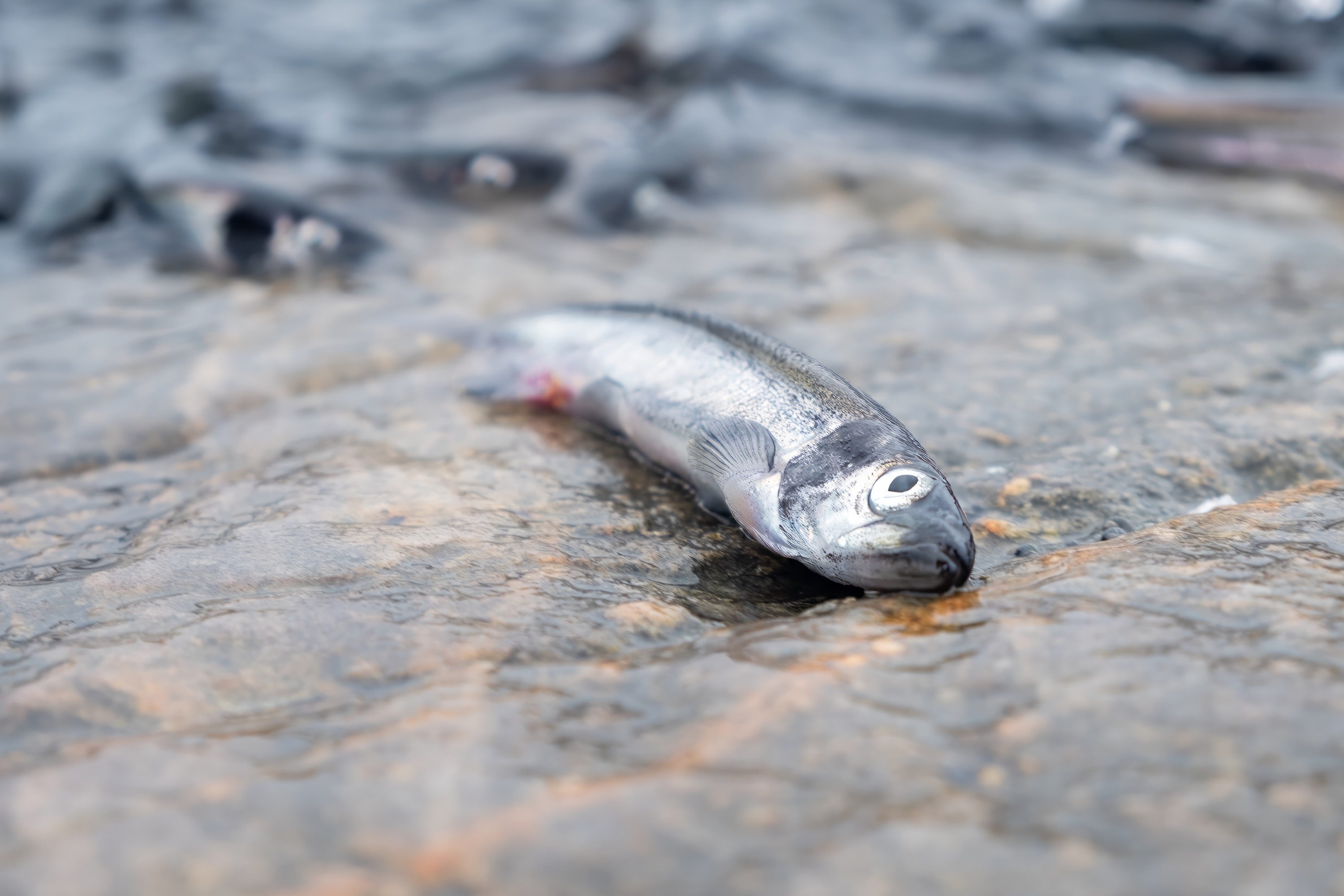 Bites and tales from Greenland / Kennie Ørsted, Sune Rasborg