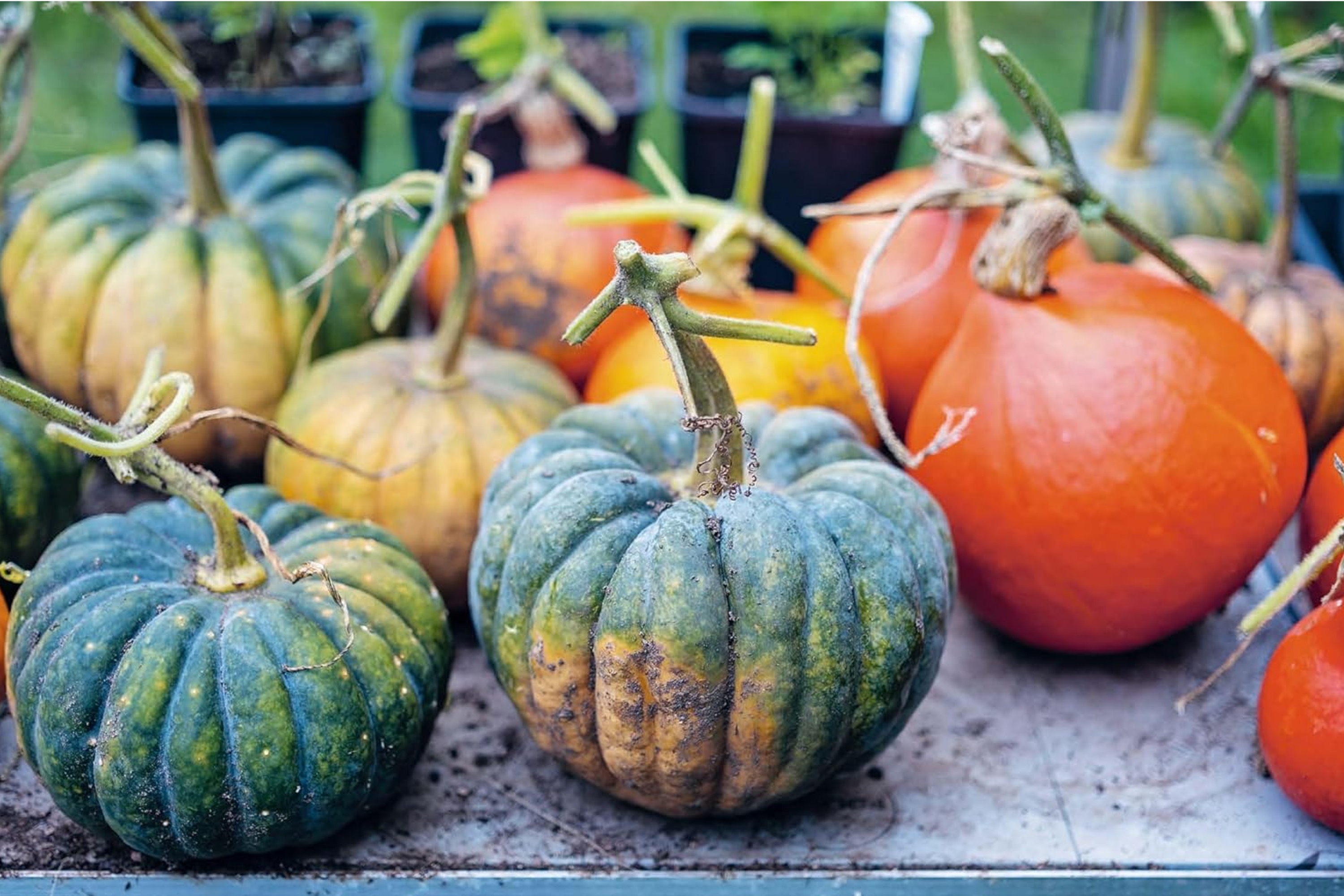 Vegetables: Easy and Inventive Vegetarian Suppers / Mark Diacono