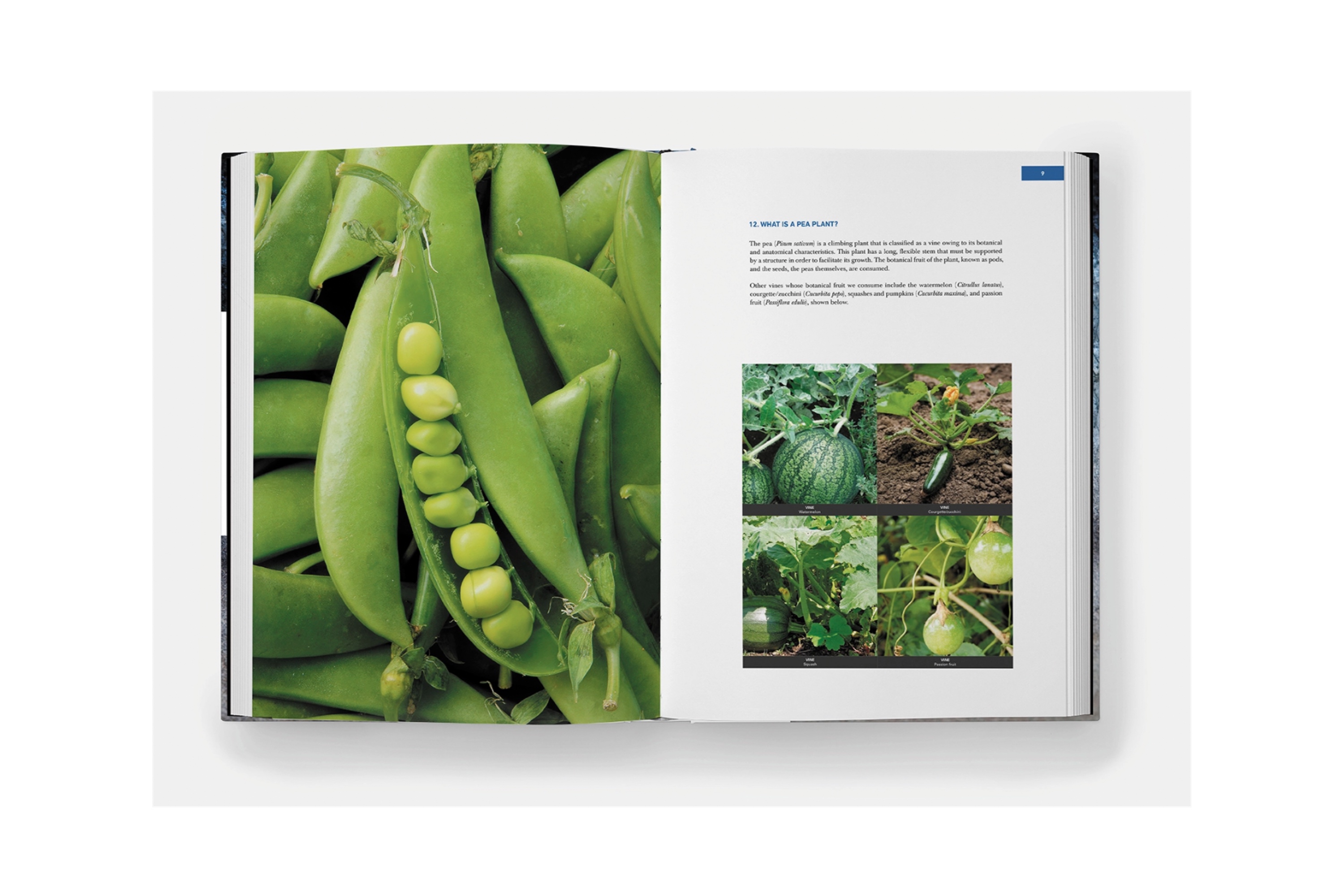 Unelaborated Products: Definition and Classification / Ferran Adria