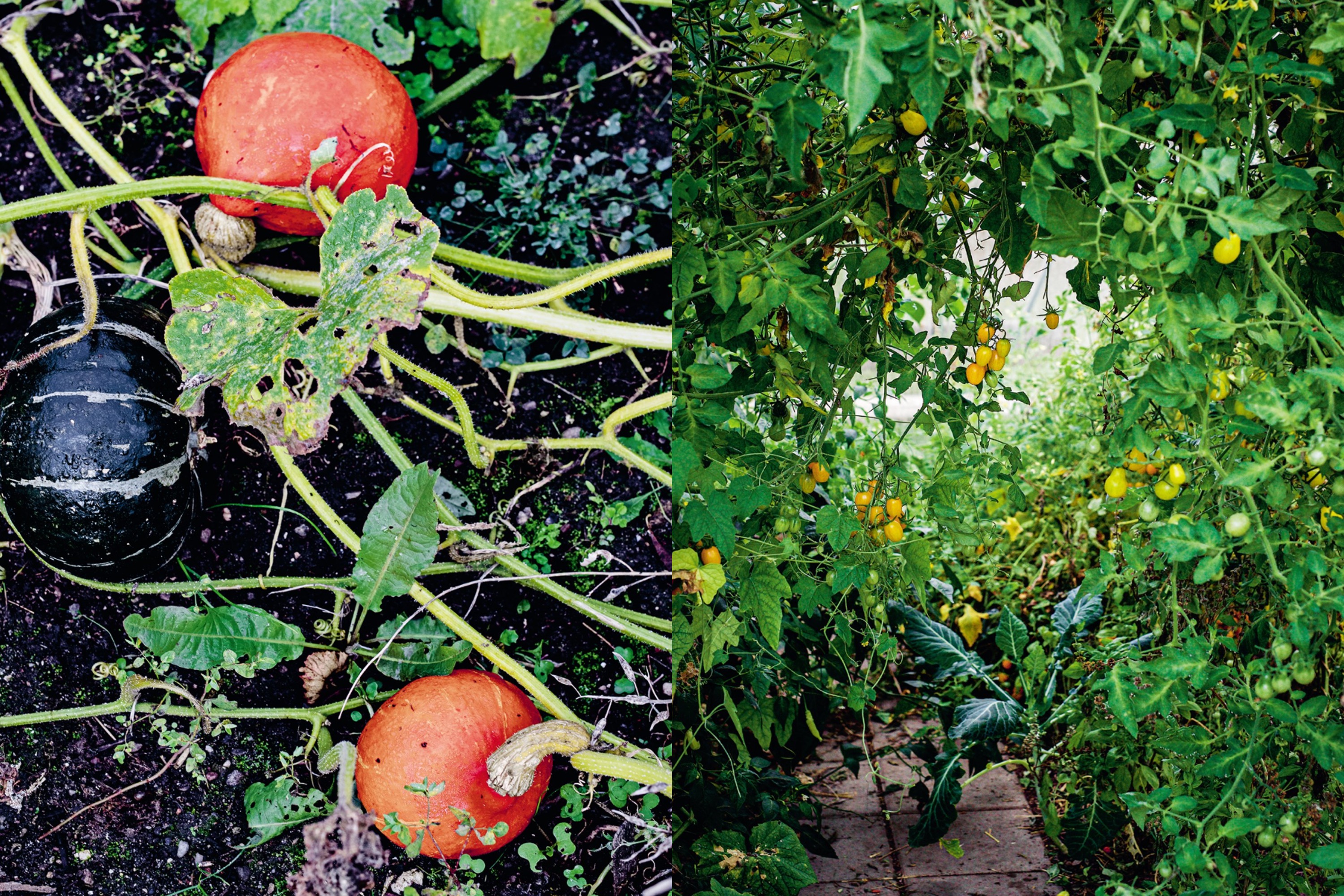 Spis. Grønt. Nemt. Nu. (Grønne opskrifter fra 4. th.)