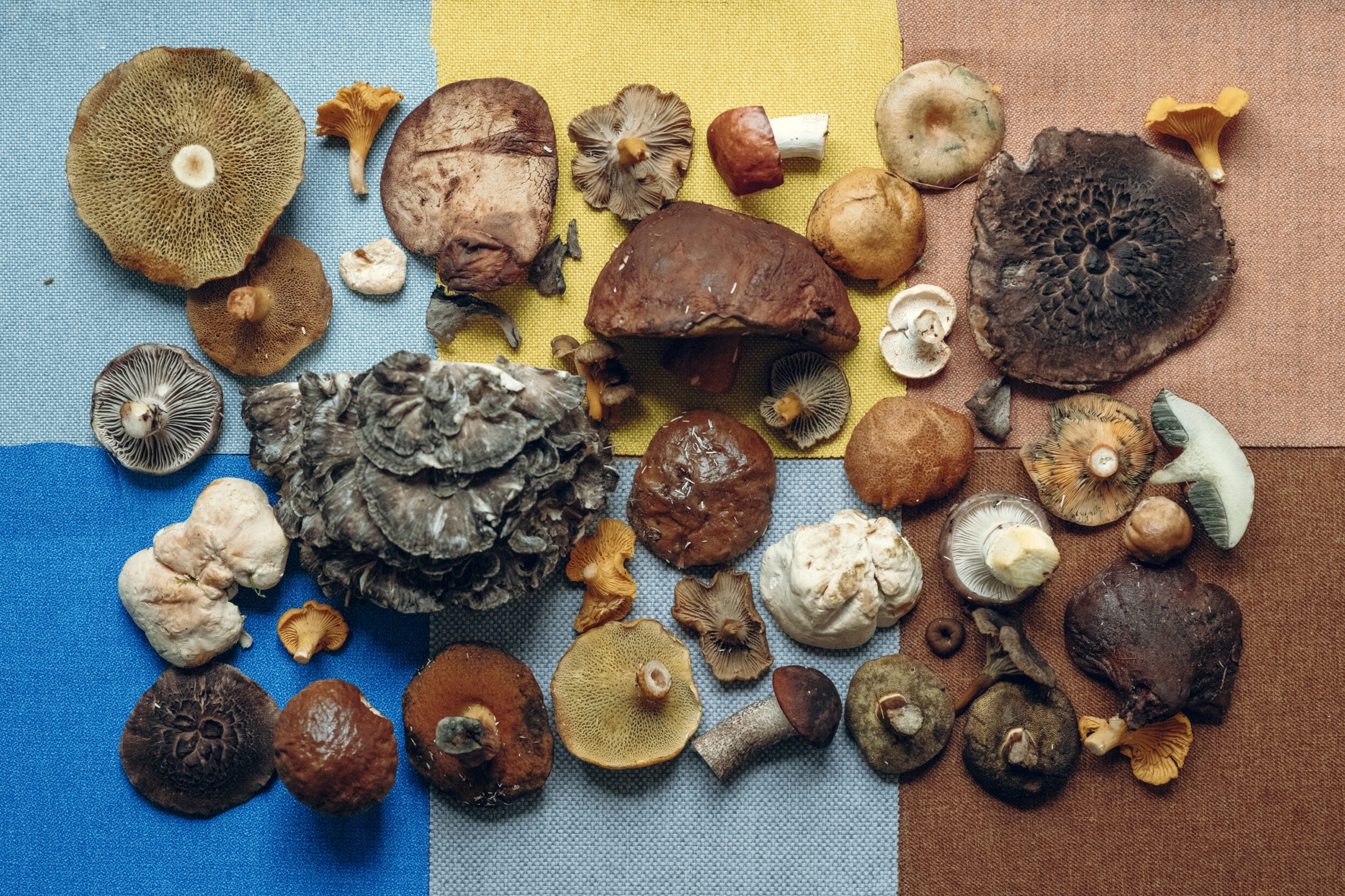 Den store vilde svampekogebog / Thomas Laursen