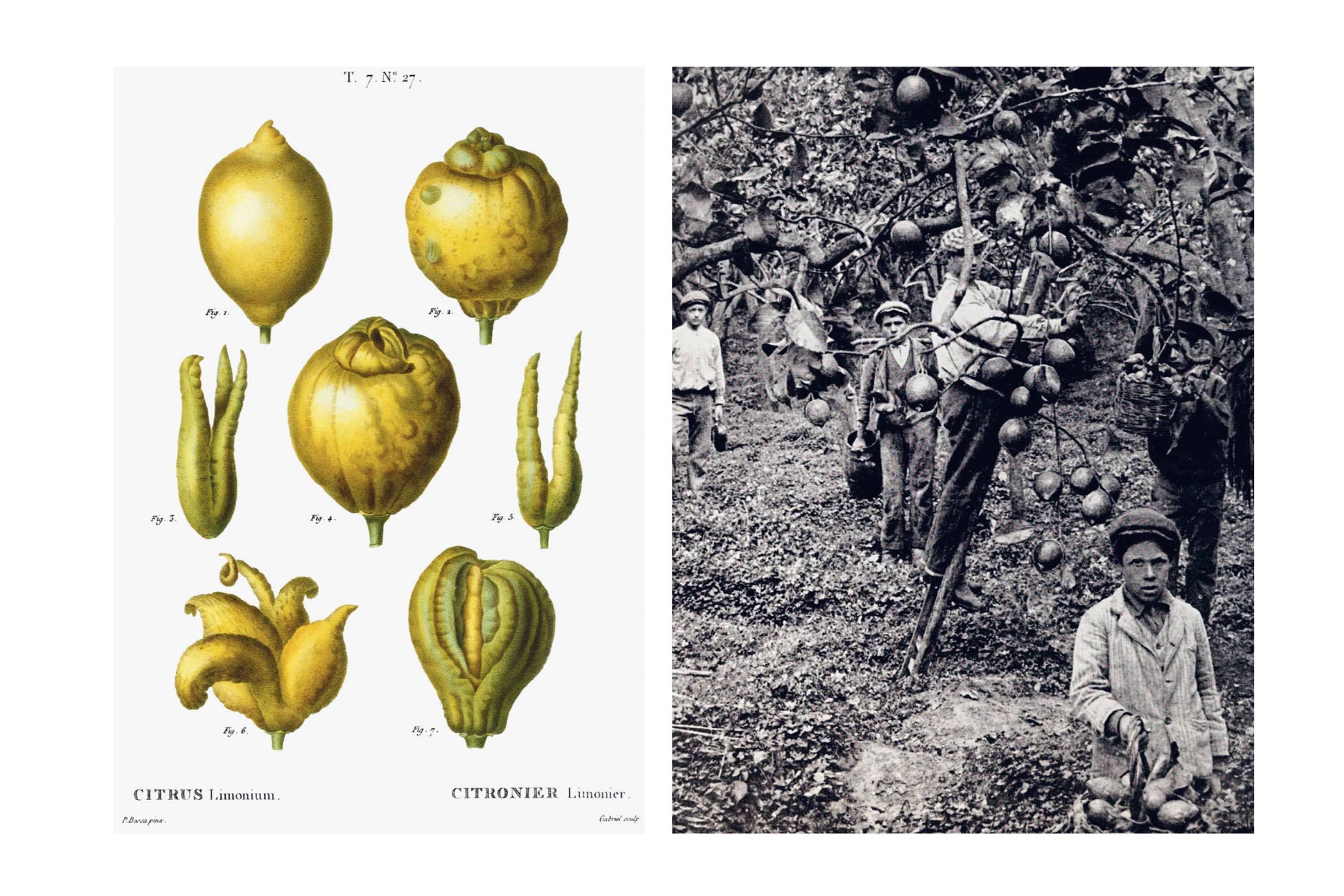 Den Lille Sure / Nanna Simonsen og Ole Knudsen